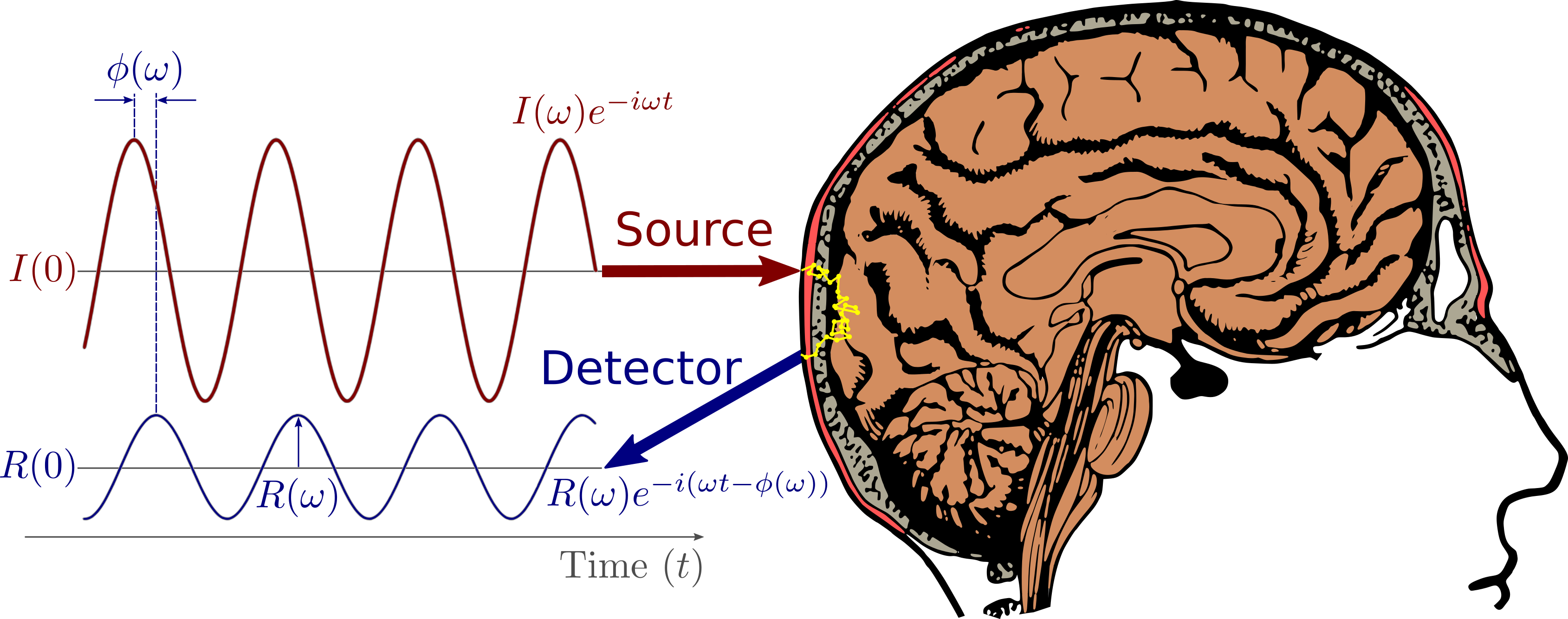 Diagram of FD-NIRS applied to the human brain, showing sinusoidal source and detected light waveforms with phase shift and amplitude attenuation.
