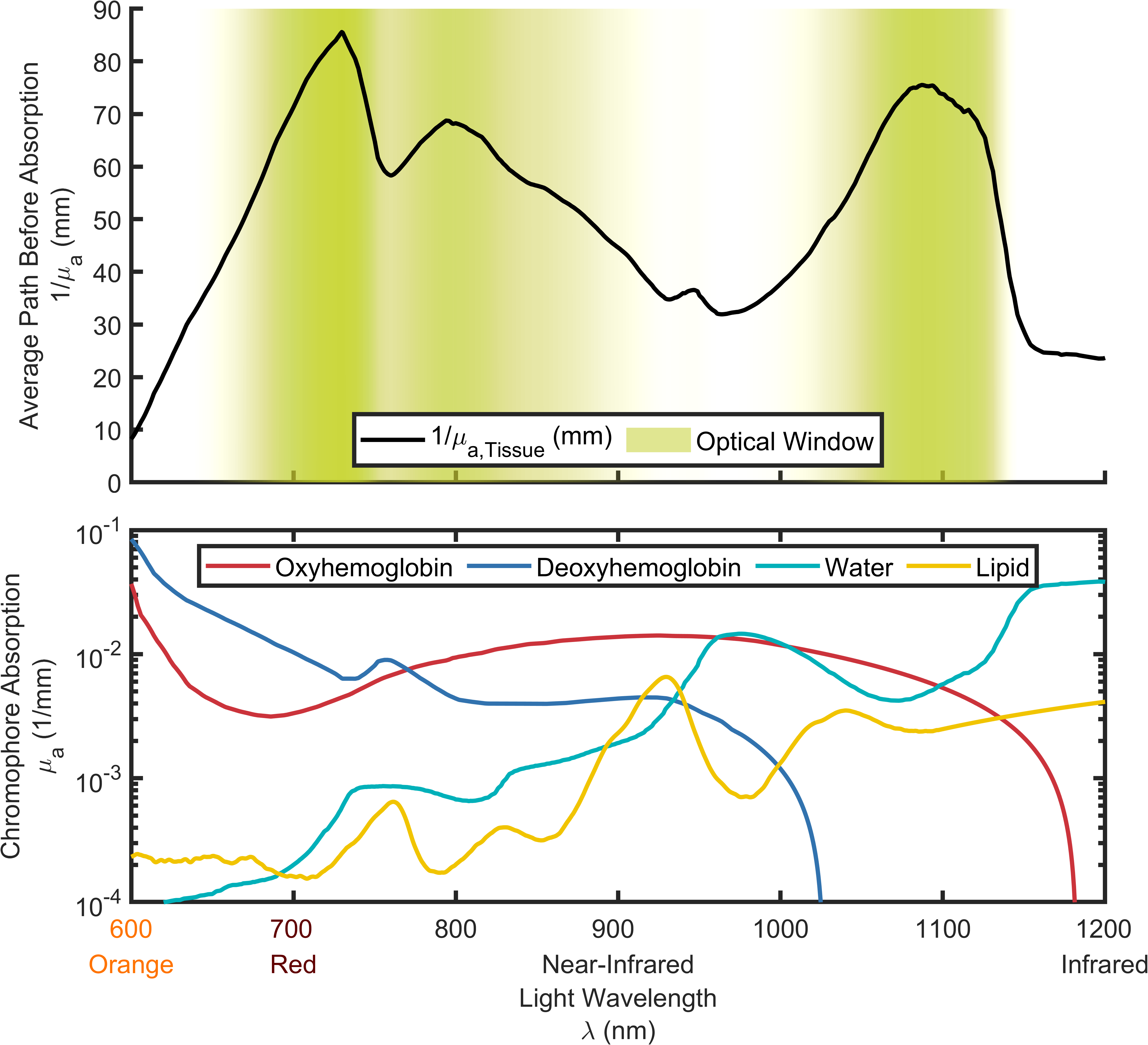 Two-panel figure: top panel shows mean free path before absorption versus wavelength in tissue with the optical window highlighted in green; bottom panel shows absorption coefficient versus wavelength for common biological chromophores.